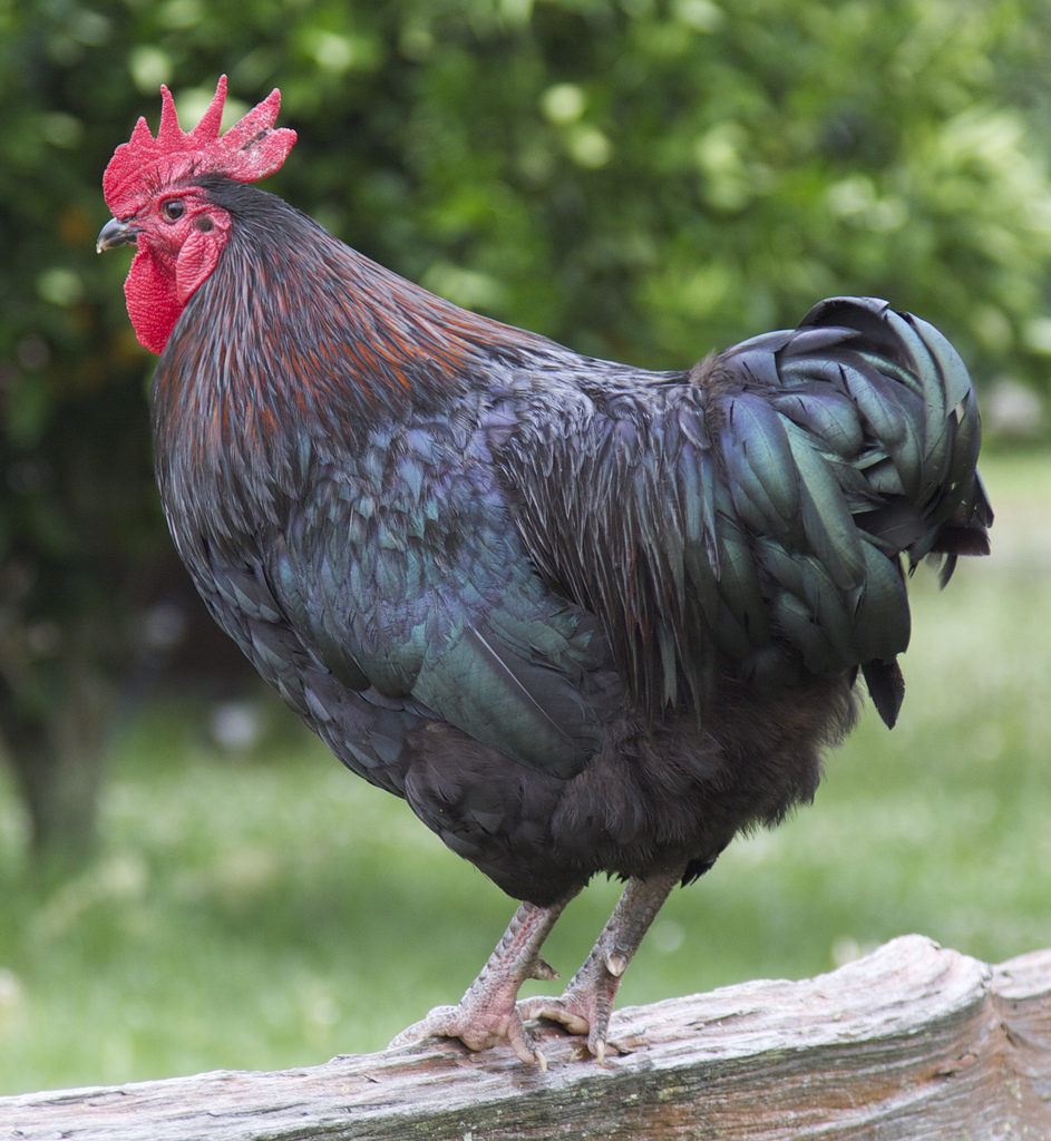Australorp_forrás_Cskk_fllickr.com