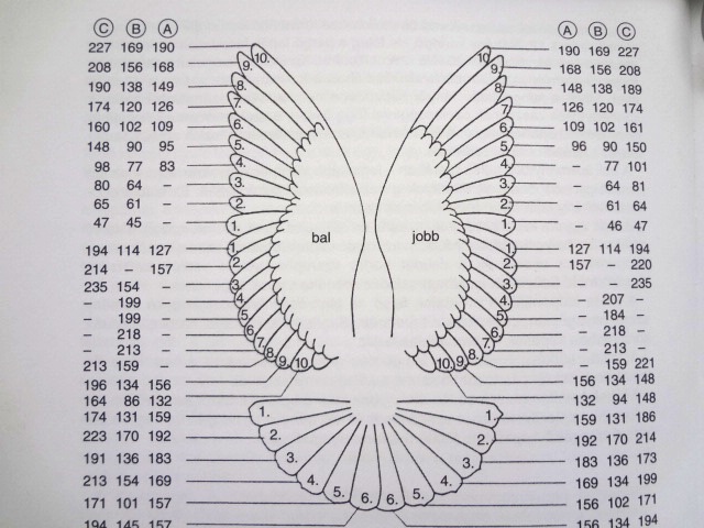 2. sz. kép (forrás: Galambtenyésztők kézikönyve, szerk.: dr. Horn Péter, Mezőgazdasági Kiadó, Budapest, 1991.)