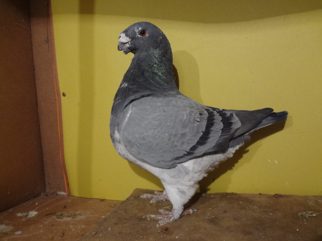 American Giant Homer (fotó: Pusztai Lajos)