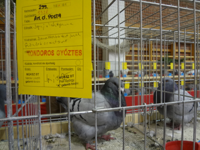 Egy győztes (fotó: Pusztai Lajos)