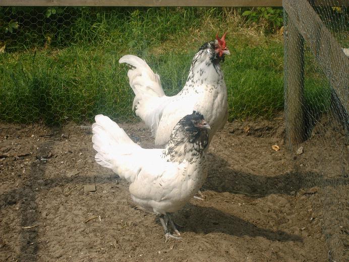 Bagolyszakállas tyúk (forrás: wikipédia)