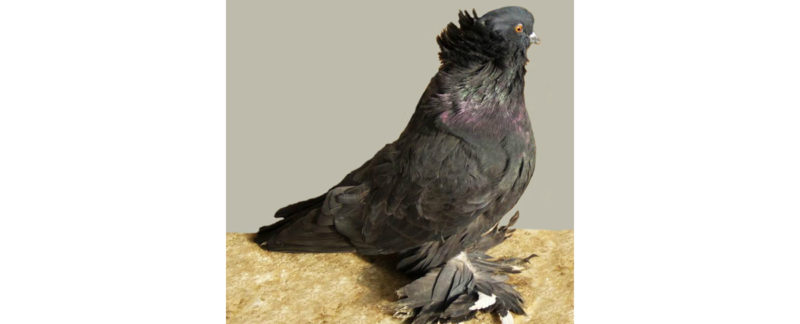 Magyar Óriás galamb (forrás: wikipédia)