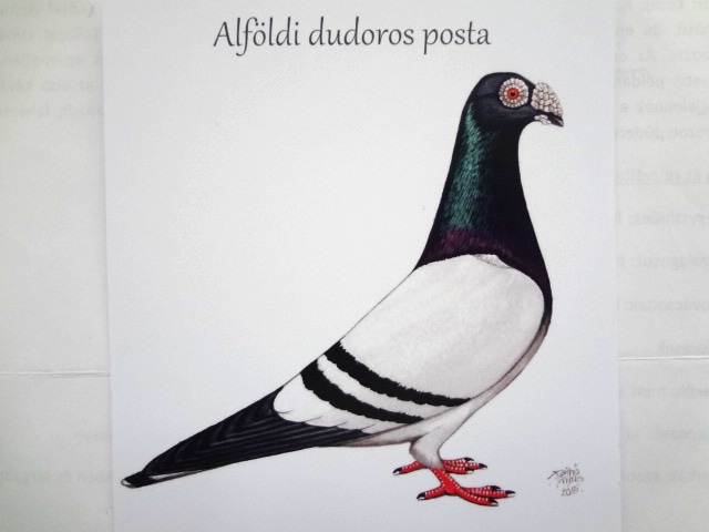 Alföldi dudoros standard ábrázolása