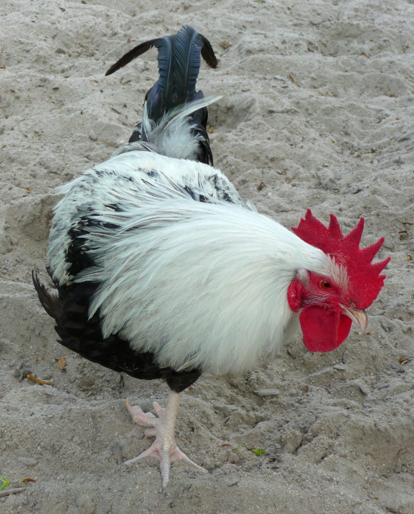 Ezüstszürke dorking kakas (forrás: wikipedia)