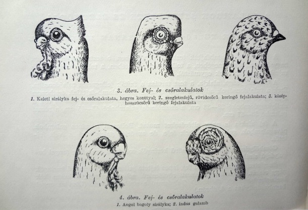 Rövid csőrűek ideális rajzolata