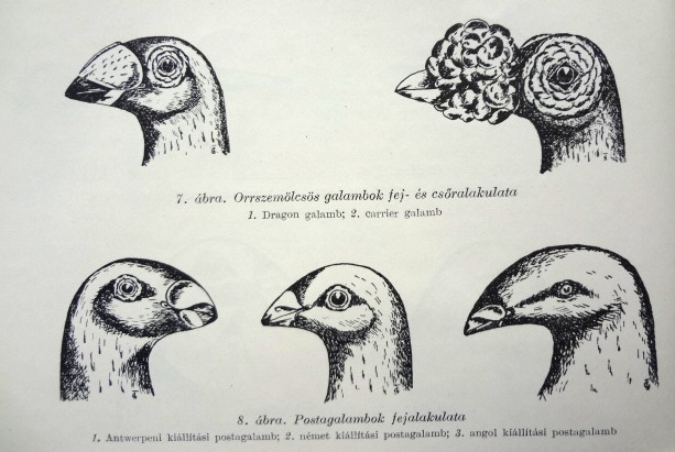 Hosszú csőrűek ideális rajzolata II.