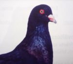 Római (közép hosszú csőr)