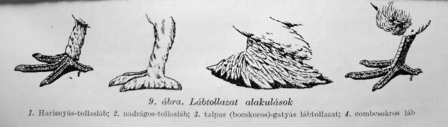 Galamblábtípusok