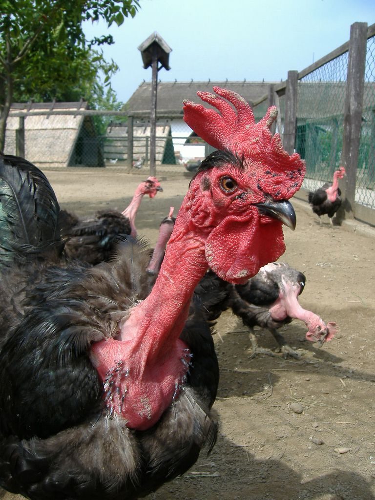 Erdélyi kopasznyakú