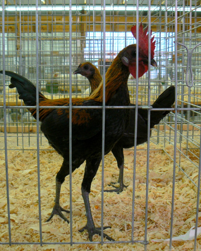 modern angol viador