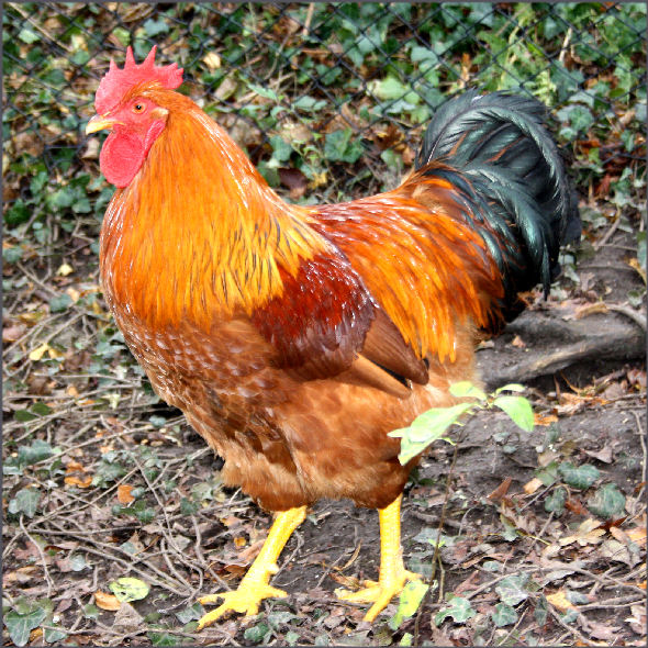 Drezdai tyúk