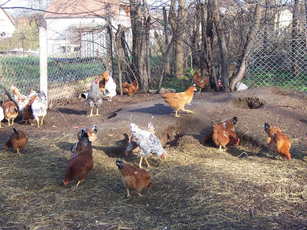 kedvükre csipegthetnek