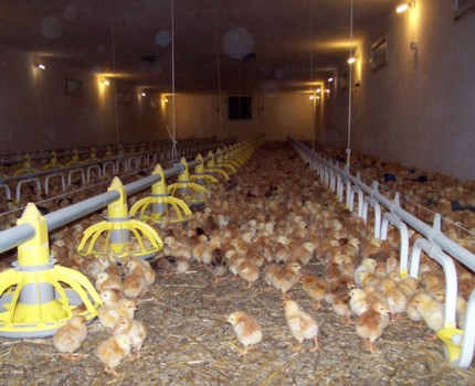 Nagyobb létszémú állat megfelelően elhelyezve