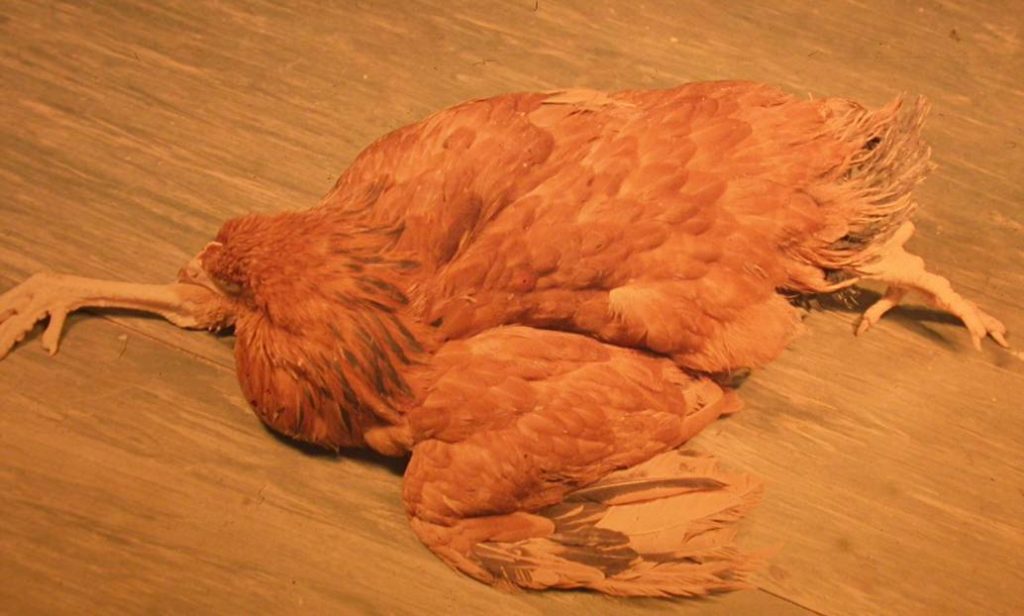 Marek-féle begségben szenvedő állat