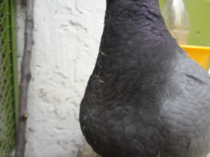 1. sz. kép (fotó: Pusztai Lajos) 