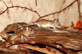 az egerek jelenléte viszont bosszantó