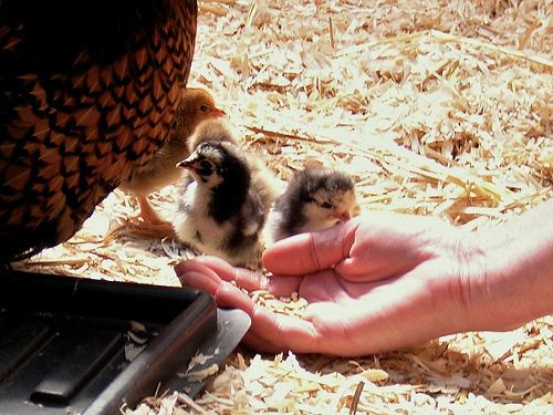 gondoskodjunk állatainkról