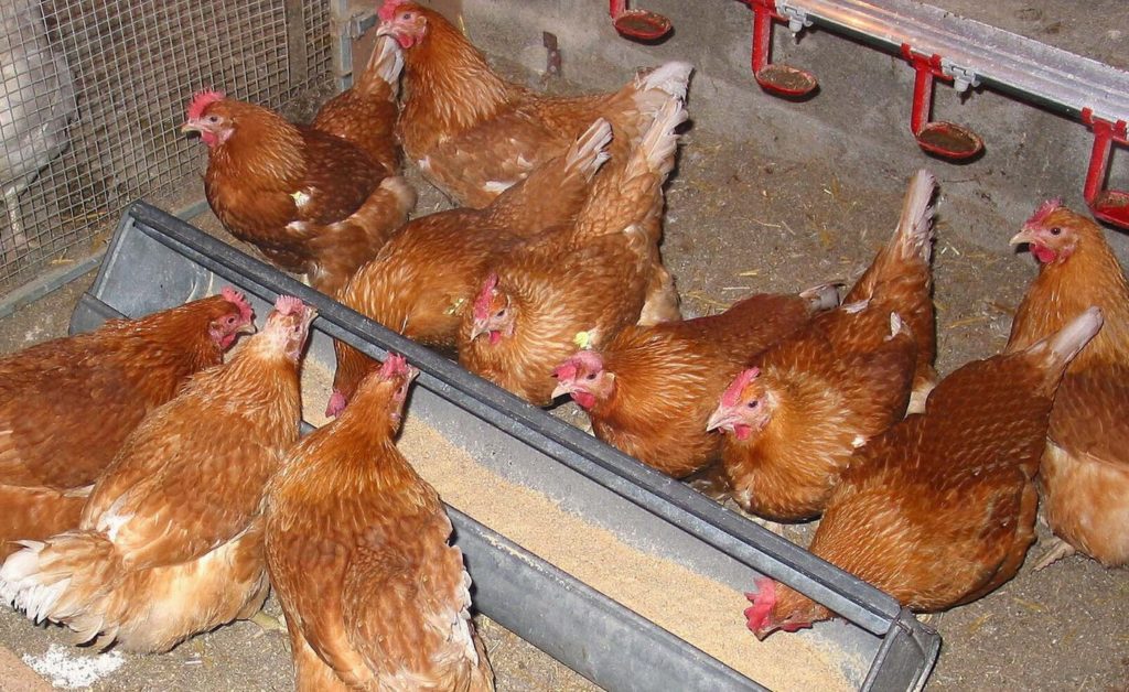 Elég magas perem esetén nem kaparják ki az eleséget