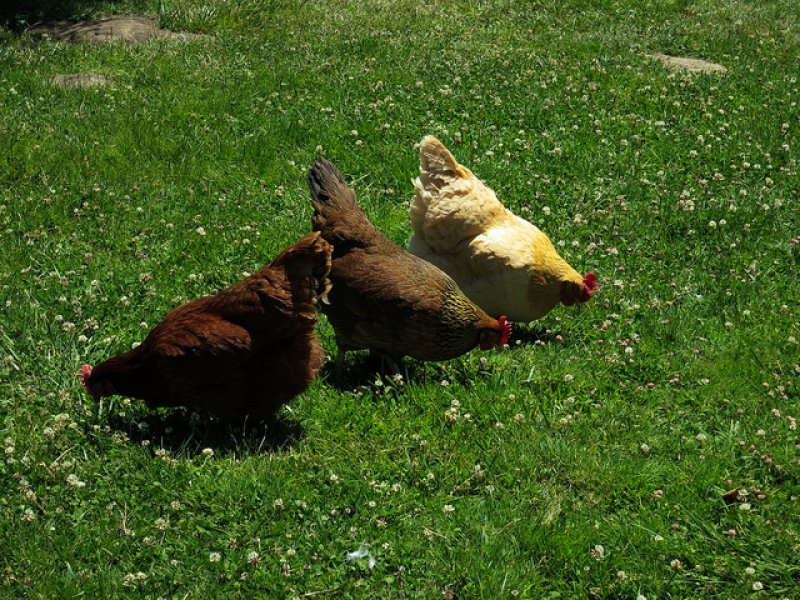 A baromfik szívesen csipegetik a zöldeleséget