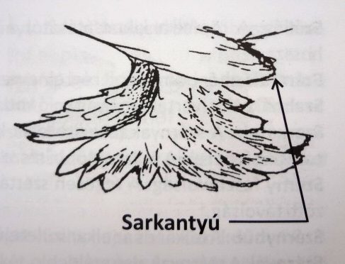 Sarkantyú