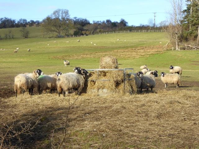 image from Állataink tavaszi etetése