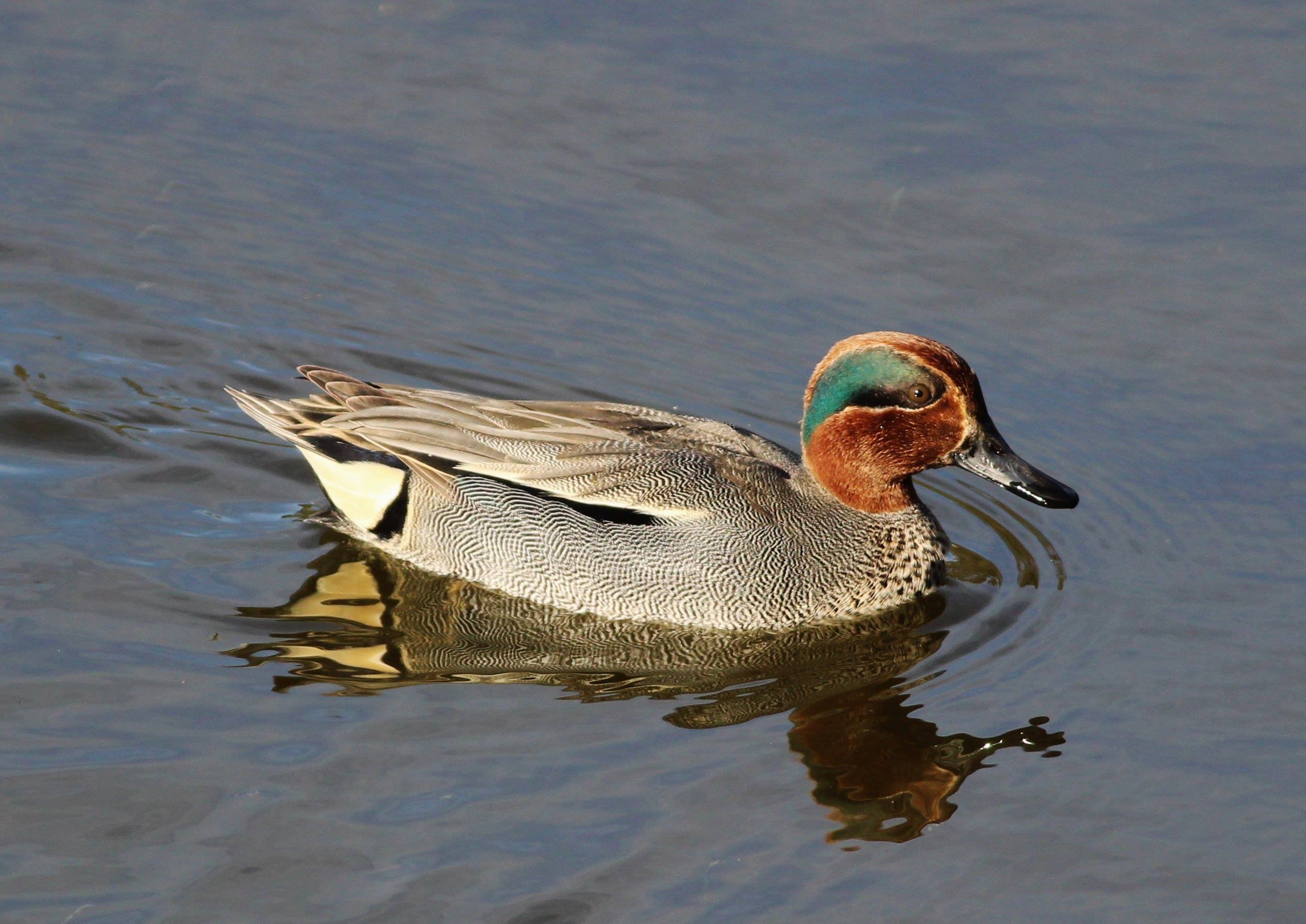 image from Milyen fajtát válasszunk?