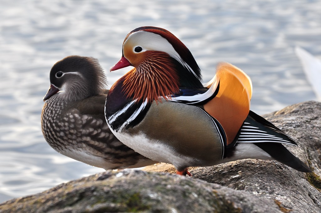 image from A hét képe/ A mandarin réce