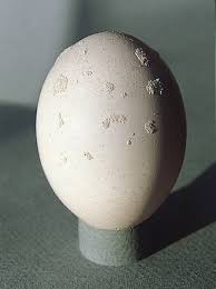 Meszes felrakódás a tojás héján