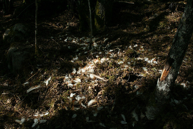 Rókatámadás nyomai egy csirkeólban (forrás: Guttorm Flatabo / Flickr.com)