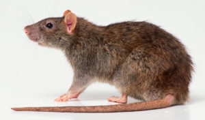 A patkányok már komolyabb gondot okozhatnak