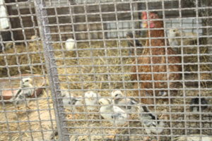 Ez a rács sajnos nem véd a patkányok ellen