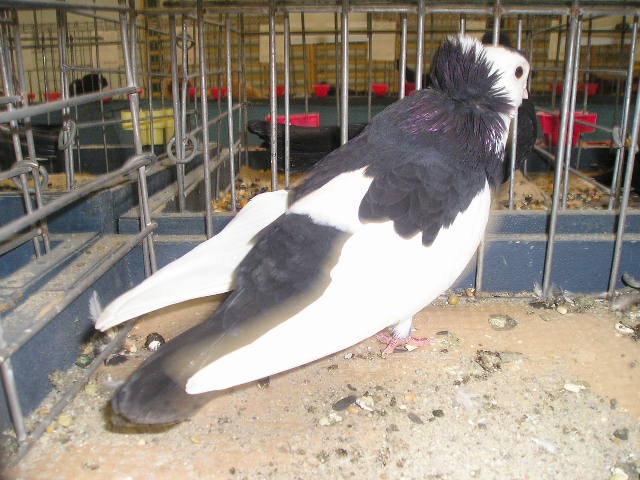 Kiállításon (fotó: Zsiros András)