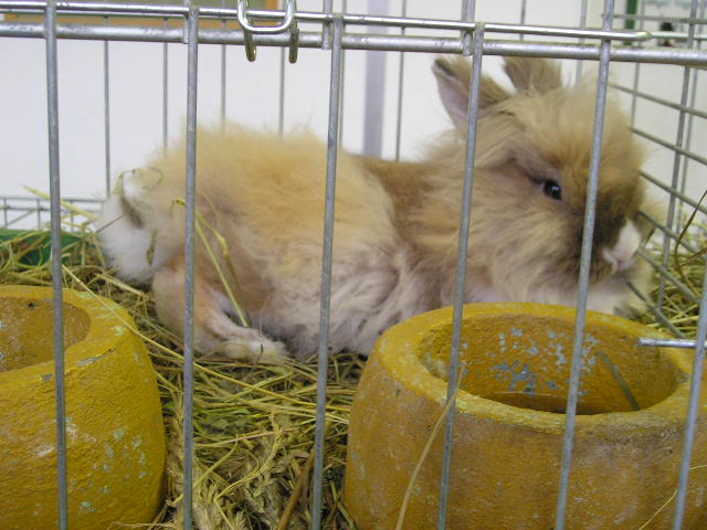 Kiállításon (fotó: Zsiros András)