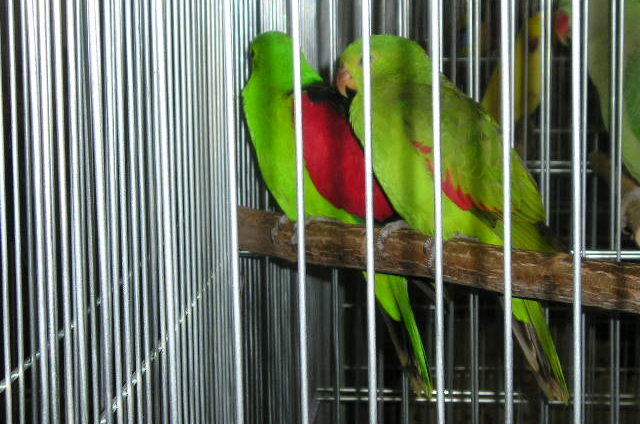 Kiállításon (fotó: Zsiros András)