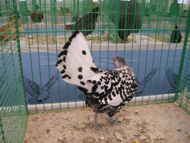 Kiállításon fotó: Zsiros András)