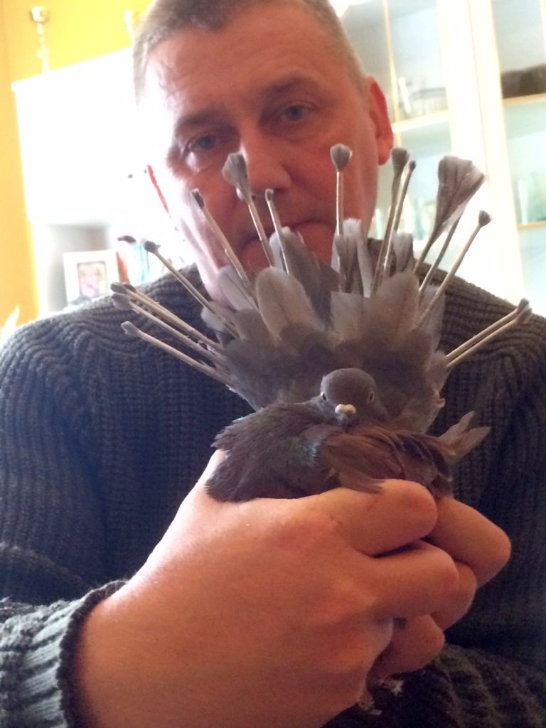 A szerző és vedlő galambja