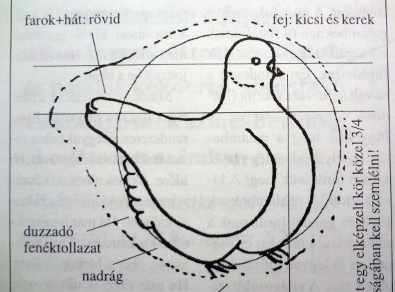 Kör forma idealizált rajza