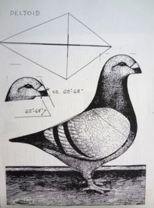 Amerikai Óriásposta deltoid alakja