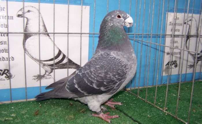 Show racer idealizált képpel