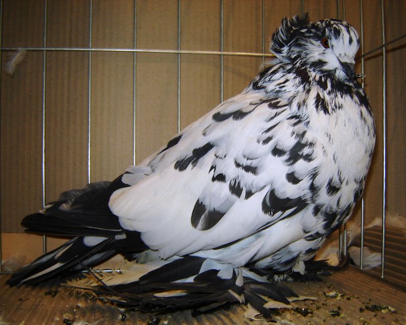 Magyar Óriás, Guricza József tenyésztő