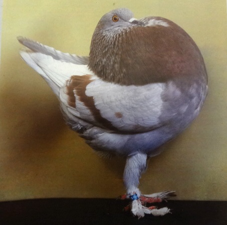 Amszterdami ballonbegyes