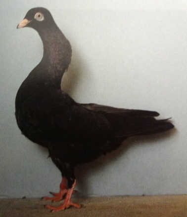 Stargardi rezgőnyakú