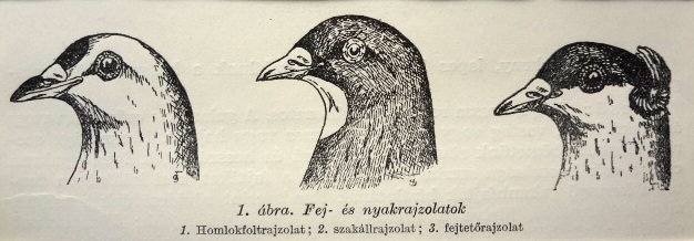 Középhosszú galambcsőrök ideális rajza