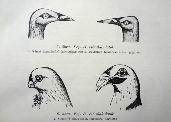 Hosszú csőrűek ideális csőrrajzolata