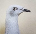 Lengyel hosszú csőrű keringő