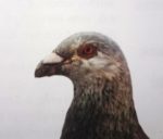 Magyar díszposta (közép hosszú csőr)