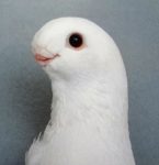 Afrikai-Bagoly sirályka (ennek szája van)