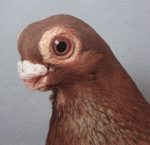 Lengyel indus (rövid csőrű