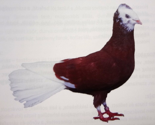 Danzigi magasszálló