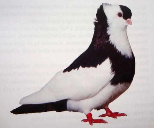 Kiskunfélegyházi keringő